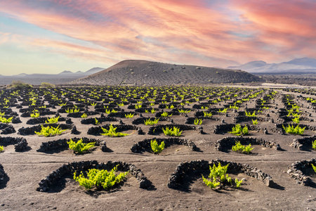 Grapevine on black volcanic soil in vineyards of La Geria, Lanzarote, Canary Islands, Spainの写真素材