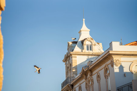 Stork on the tower of Belmarco Palace - landmark in Faro, Algarve, Portugal
