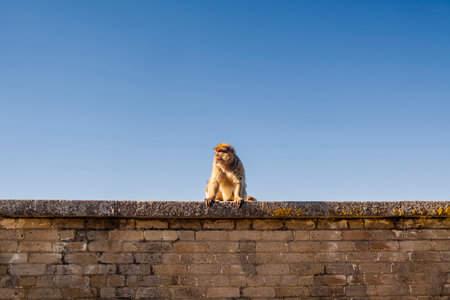 Beautiful Landscape view of monkey from Gibraltar Skywalk in Spain's Southの写真素材