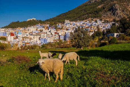 Sheep in Chefchaouen, Moroccoの写真素材