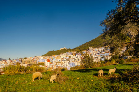Sheep in Chefchaouen, Moroccoの写真素材