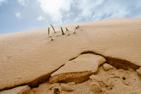 A minimalist coastal scene on Faro Beach, Portugal, showing a smooth sand dune with only a few green...