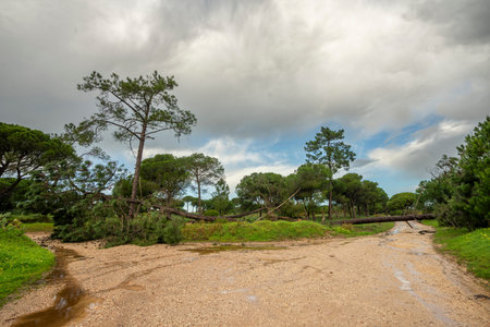 Storm damage in Portugal after severe winter storms. A large fallen pine tree blocks a rural...