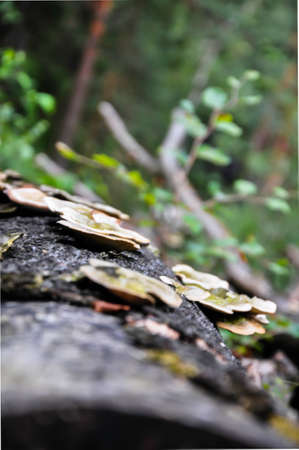 Detail of a fallen tree overgrown with mushrooms.