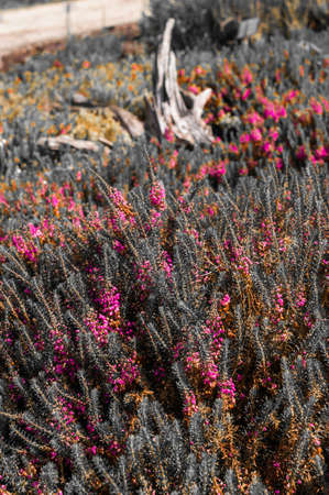 old, already slightly weathered roots with a picturesque appearance in a blooming heather field. The colors are kept abstractの写真素材