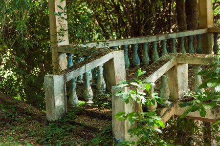 Viewing platform in the middle of the jungle. This begins to weather and is overgrown by plantsの写真素材