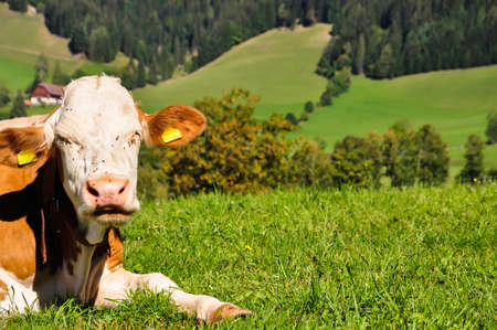 Brown white female cow while resting in a meadow. There are mountains in the backgroundの写真素材