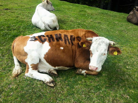Cow lying in a pasture, the word "Schnaps" is painted on its back and serves as a guide to the next restaurantの写真素材