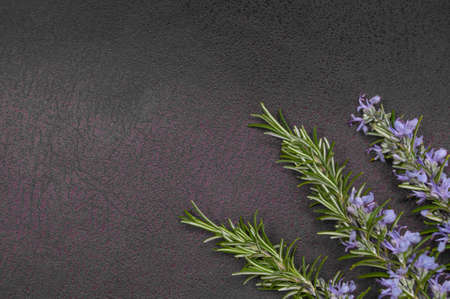 Close up of a beautifully blooming rosemary, several stems. Arranged as a frame. Draped on a black backgroundの写真素材