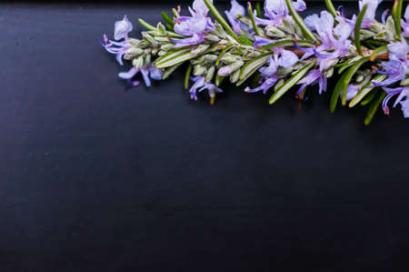 Close up of a beautifully blooming rosemary, several stems. Arranged as a frame. Draped on a black...