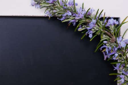 Close up of a beautifully blooming rosemary, single panicle. Draped on a black chalk board with a white borderの写真素材