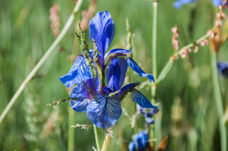 Wild form of the Siberian iris., Iris sibirica. An endangered species in Germany.