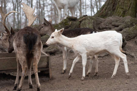 Fallow deer in an outdoor enclosureの写真素材