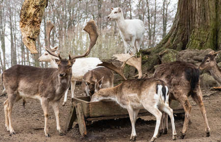 Fallow deer in an outdoor enclosureの写真素材