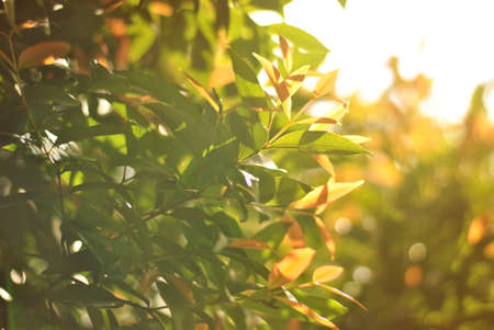 leaves lightened by 3pm sunlightの写真素材