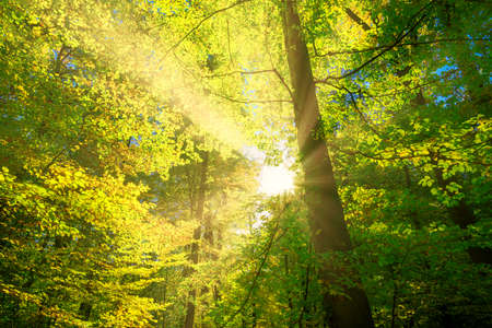 sunshine and sunrays in the woods