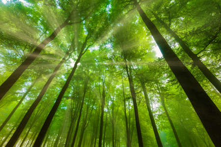sunshine and sunrays in the woods
