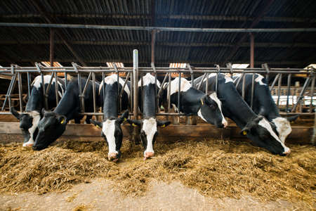 cows at a cow farmの写真素材