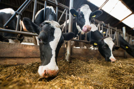 cows at a cow farmの写真素材