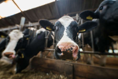 cows at a cow farmの写真素材