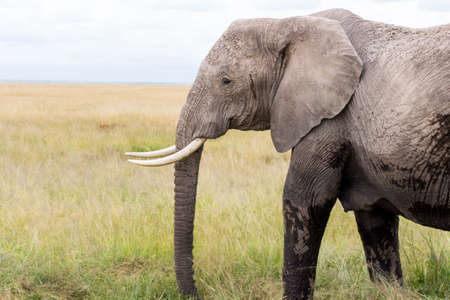 Elephants in Kenia, Africaの写真素材