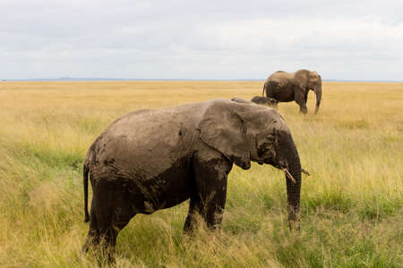 Elephants in Kenia, Africaの写真素材