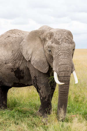 Elephants in Kenia, Africaの写真素材