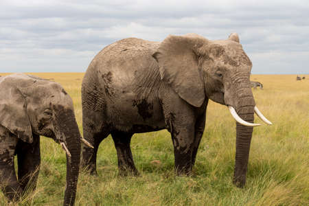 Elephants in Kenia, Africaの写真素材