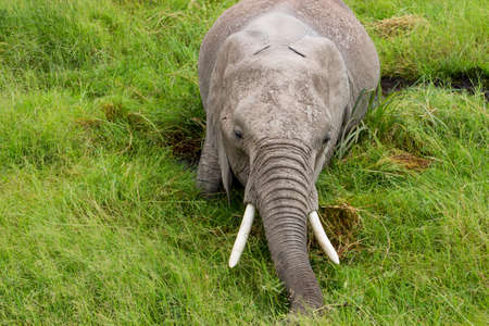 Elephants in Kenia, Africaの写真素材