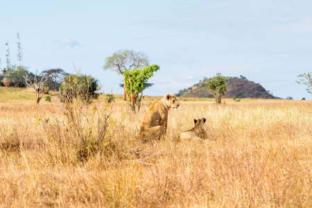 Lions in Kenya, Africaの写真素材
