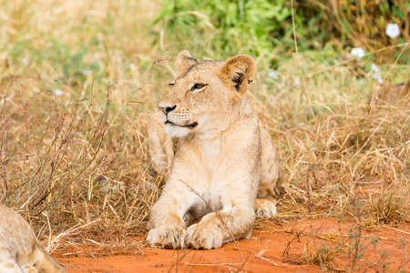 Lions in Kenya, Africaの写真素材