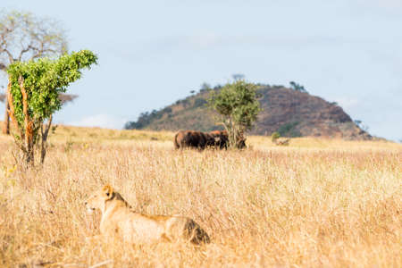 Lions in Kenya, Africaの写真素材