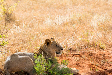 Lions in Kenya, Africaの写真素材