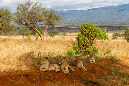 Lions in Kenya, Africaの写真素材