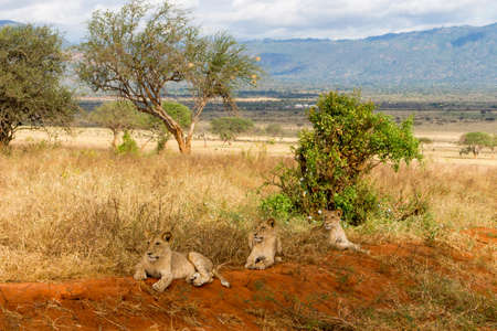 Lions in Kenya, Africaの写真素材