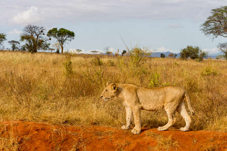 Lions in Kenya, Africaの写真素材