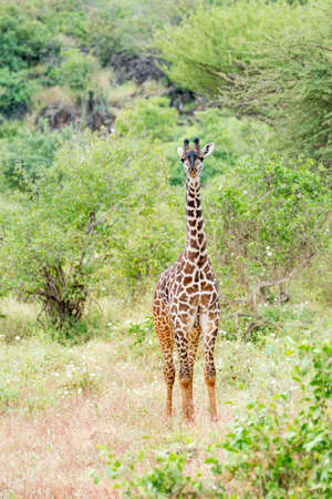Giraffe in Kenya, Africaの写真素材