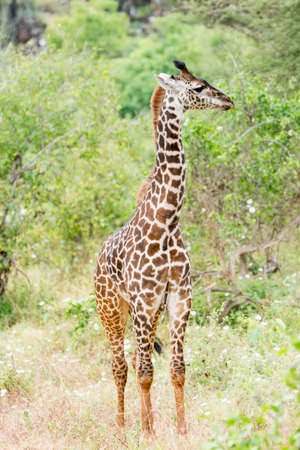 Giraffe in Kenya, Africaの写真素材