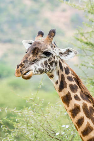 Giraffe in Kenya, Africaの写真素材