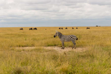 Wild Animals in Kenya, Africaの写真素材