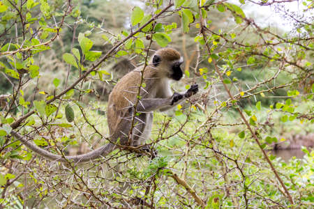 Wild Animals in Kenya, Africaの写真素材