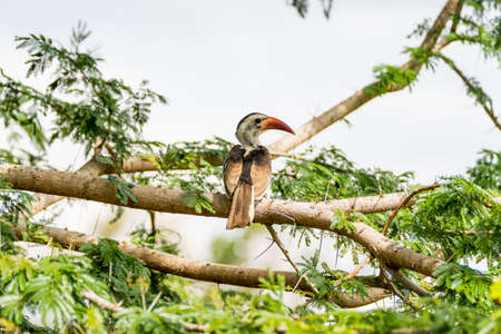 Wild Animals in Kenya, Africaの写真素材