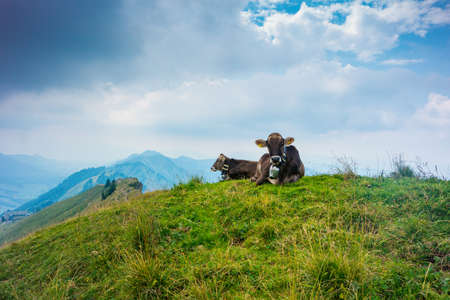 Brown Cows in German Alps AllgÃ¤u during Summerの写真素材