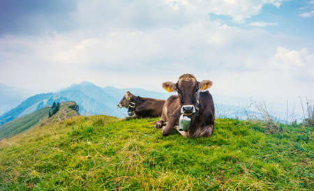 Brown Cows in German Alps AllgÃ¤u during Summerの写真素材