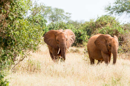 Elephants in Kenya, Africaの写真素材