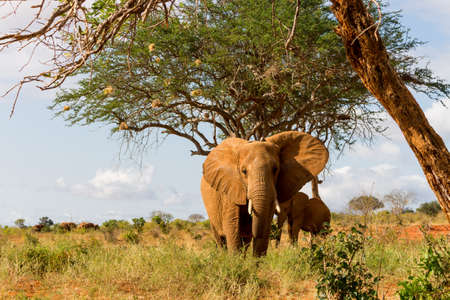 Elephants in Kenya, Africaの写真素材