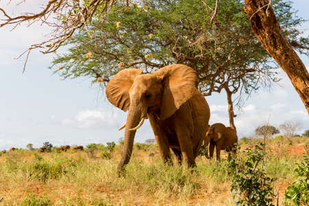 Elephants in Kenya, Africaの写真素材