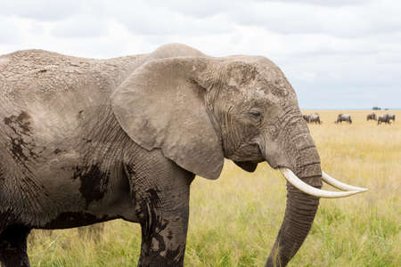 Elephants in Kenya, Africaの写真素材