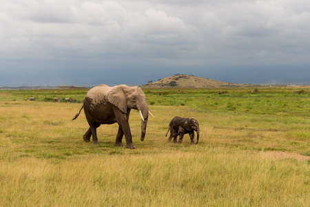 Elephants in Kenya, Africaの写真素材