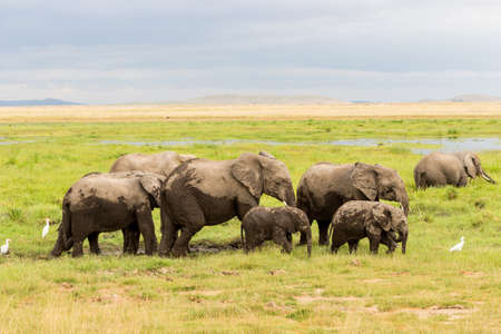 Elephants in Kenya, Africaの写真素材